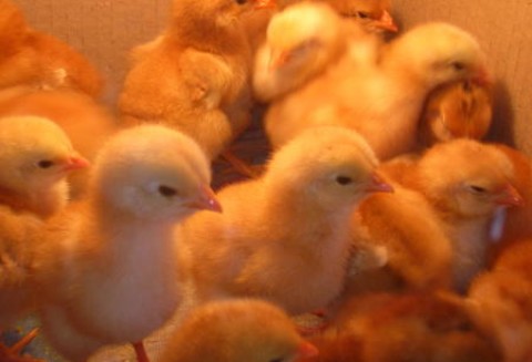 Ceny unijnych brojlerów