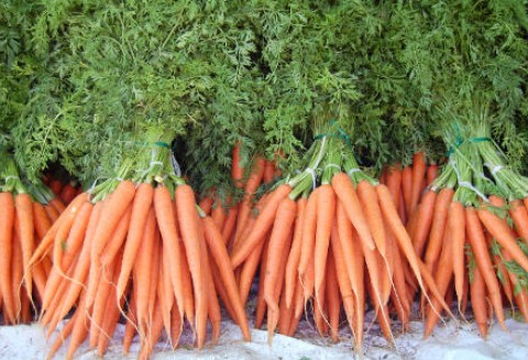 Niemcy – Wzrost zbiorów warzyw