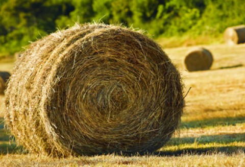 Forum Rolnicze Południowej Wielkopolski