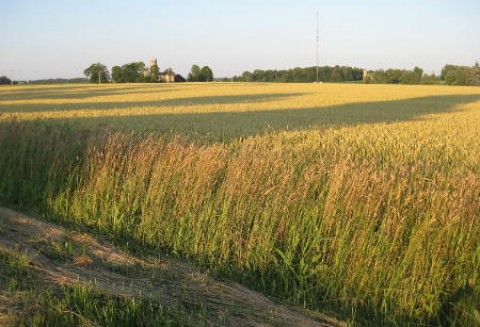 Francja – Straty w uprawach zbóż ozimych