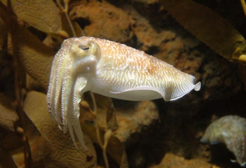 Japonia – „Żywa potrawa” prawdziwym hitem!