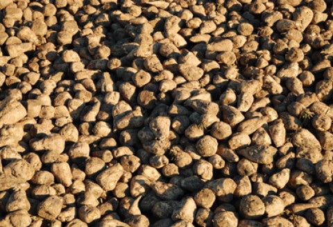 Uwaga plantatorzy buraka cukrowego