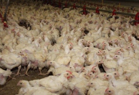 Rośnie eksport unijnego drobiu
