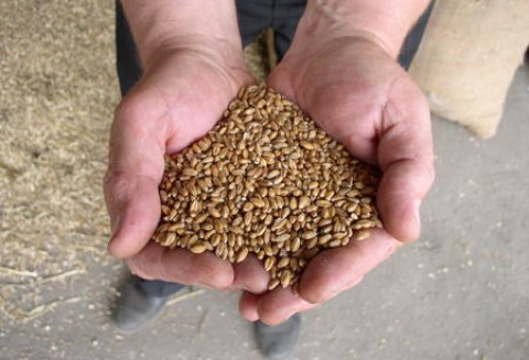 Chiny – Susza przyniesie za sobą podwyżki pszenicy na całym świecie