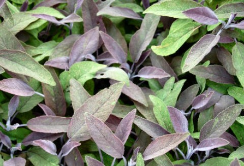 Szałwia lekarska (Salvia oiiicinalis „Purpurascens”)