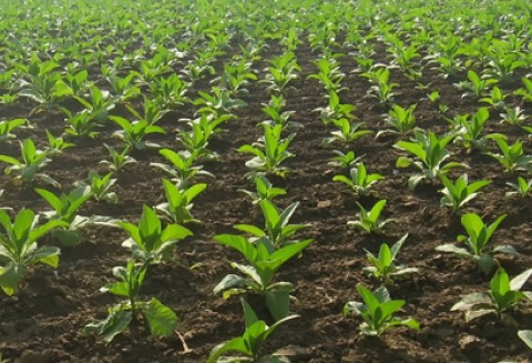 Nowe rozporządzenia Ministra Rolnictwa i Rozwoju Wsi