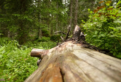 Zbliża się czas na złożenie wniosków o wypłatę wsparcia na zalesione grunty