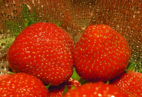 Szara pleśń, czyli truskawki w niebezpieczeństwie