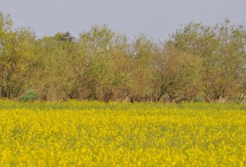 Kanada – Wzrost zasiewów canoli