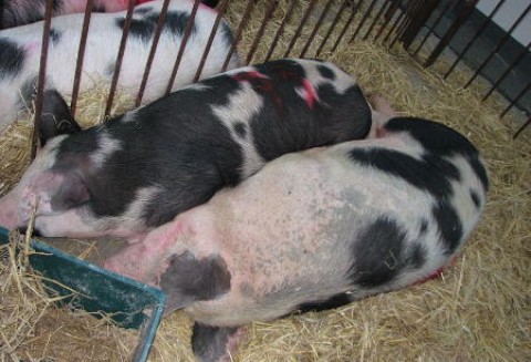 Nie wszystkie unijne kraje zdążą z wymianą kojców dla loch