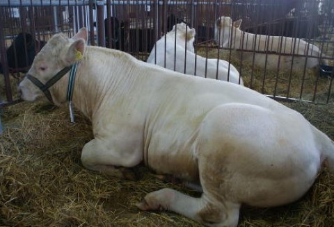 Ubój zwierząt gospodarskich na użytek własny